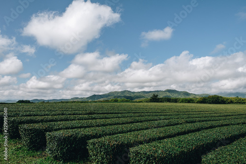 the tea plantation in north of thailand