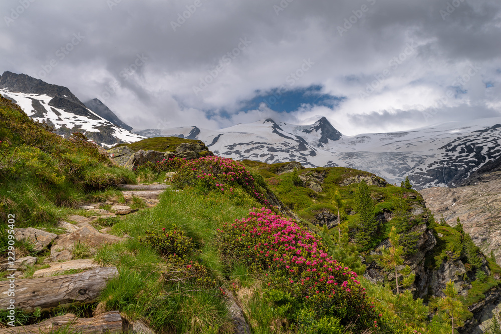 Fototapeta premium Gletscher am Großvenediger Osttirol Innergschlöß im Sommer mit blühenden Almrosen