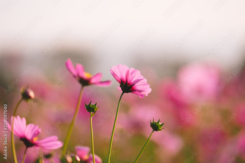 Cosmos flower (Cosmos Bipinnatus) with the light from the sun in the morning Cosmos flower (Cosmos Bipinnatus) with the light from the sun in the morning