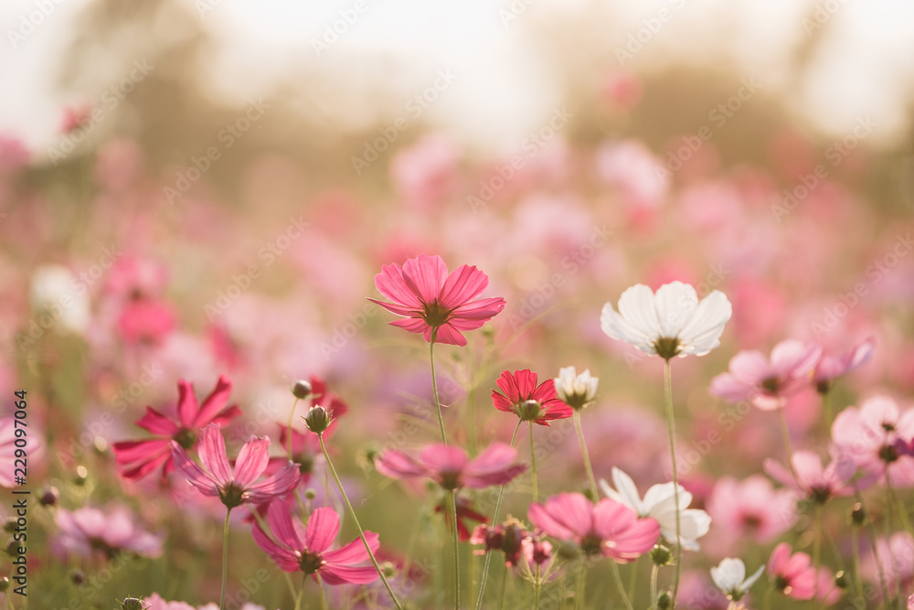 Cosmos flower (Cosmos Bipinnatus) with the light from the sun in the morning Cosmos flower (Cosmos Bipinnatus) with the light from the sun in the morning
