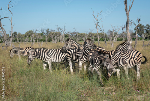 Herd of Zebra  Okavango Delta  Botswana