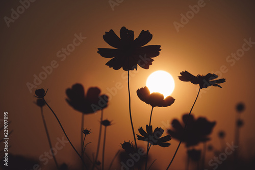 Cosmos flower silhouette with the sun light from the sun. Sun shape stay on the petal of flower