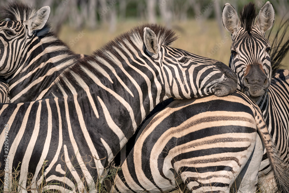 Close Up of a Herd of Zebra, Okavango Delta, Botswana Close Up of a Herd of Zebra, Okavango Delta, Botswana