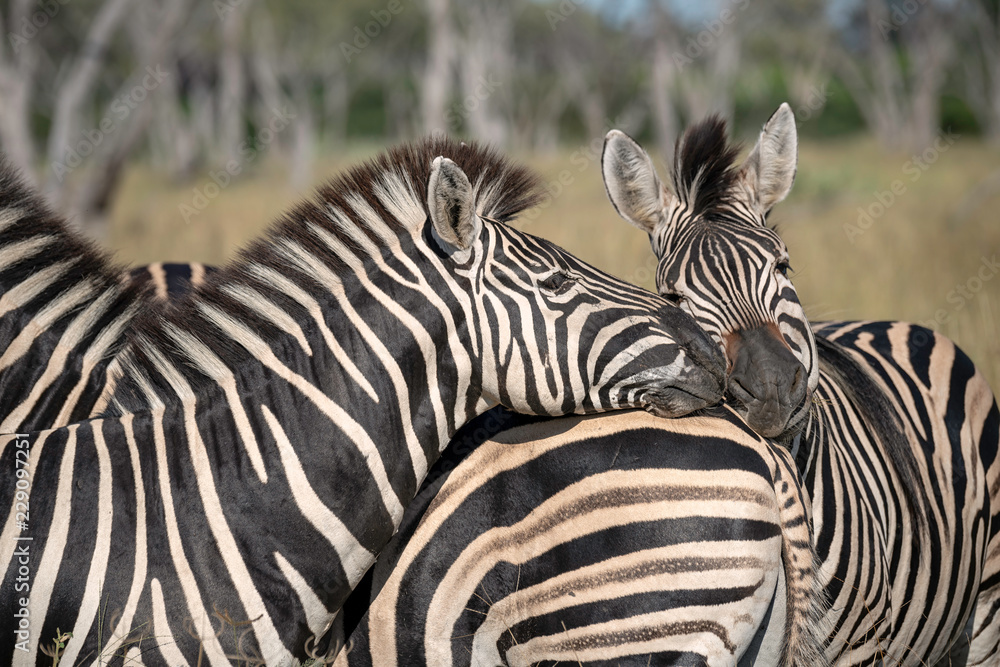 Fototapeta premium Close Up of a Herd of Zebra, Okavango Delta, Botswana