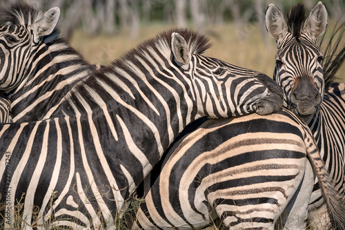 Close Up of a Herd of Zebra  Okavango Delta  Botswana