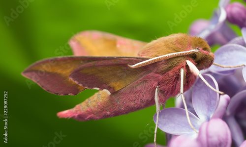 Elephant hawk moth, deilephila elpenor resting on lila, macro photo photo