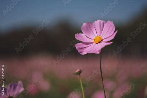 Cosmos flower  Cosmos Bipinnatus  with blurred bokeh background