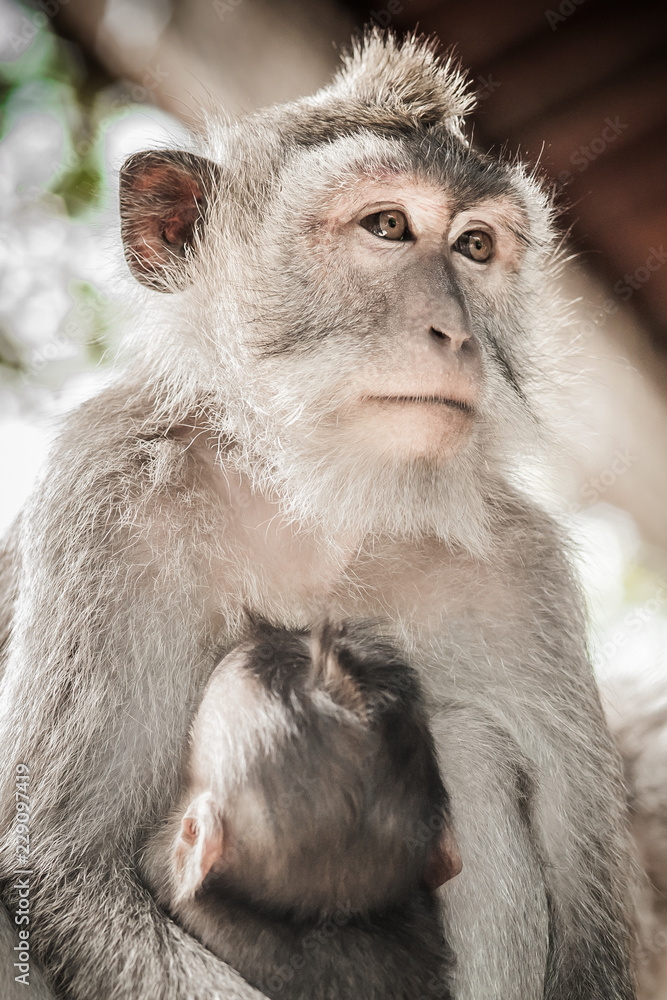 Balinese macague monkeys with her baby at Sacred Monkey Forest Balinese macague monkeys with her baby at Sacred Monkey Forest