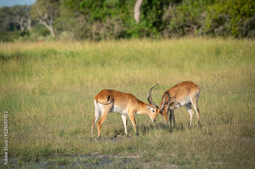 Male Impala Fighting for Dominance