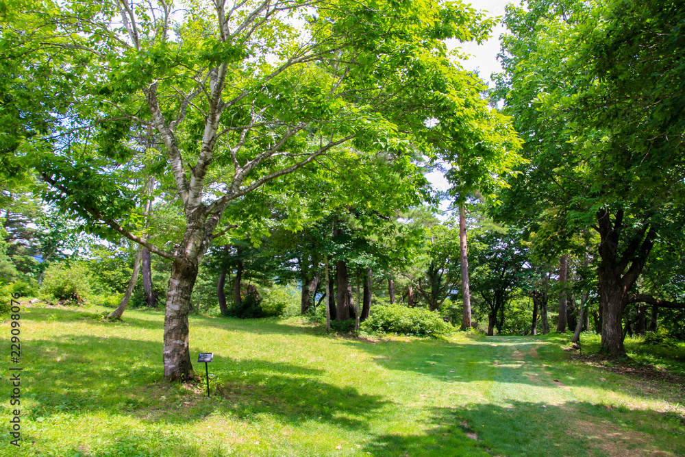 Fototapeta premium 蔵王坊平高原