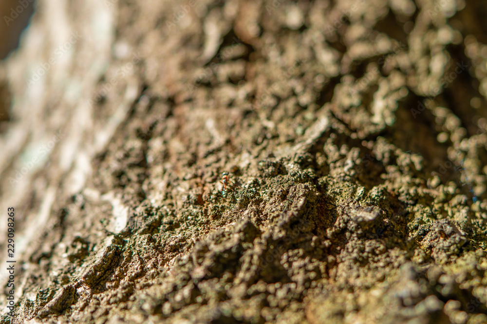 Ant View Ant View