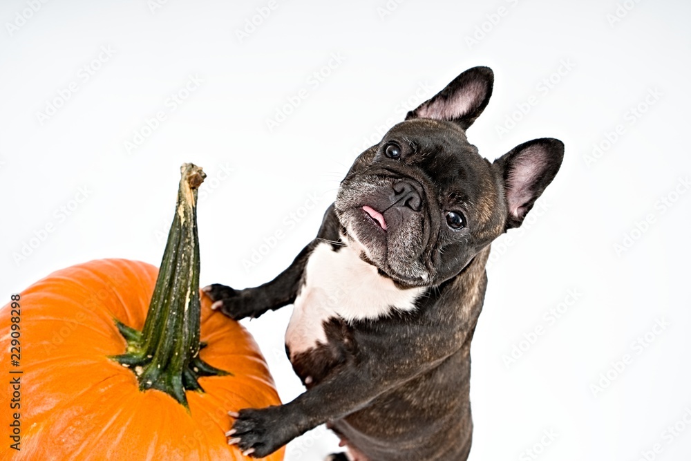 French bulldog and pumpkins on white background    