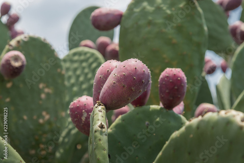 campo mexicano tunas verdes y rojas sembradio de tunas photo