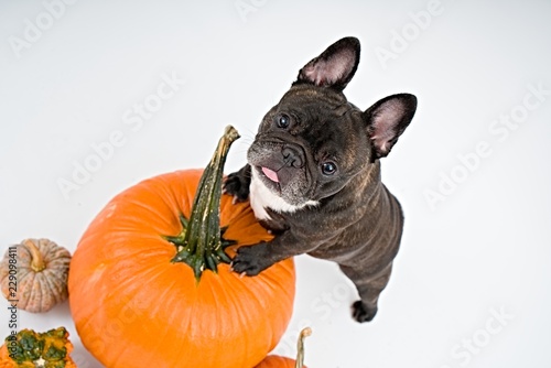 French bulldog and pumpkins on white background    