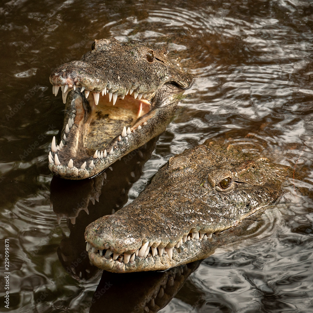 Obraz premium Two crocodiles in the water.