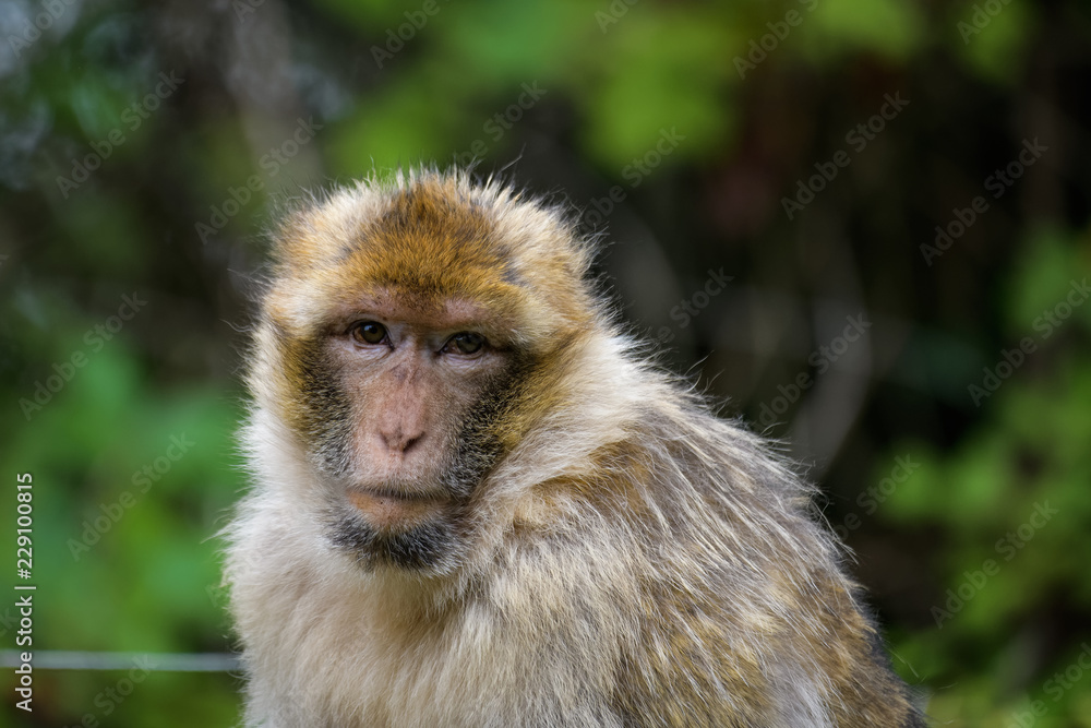 Closeup portrait of a barbary macaque Closeup portrait of a barbary macaque