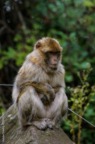 Closeup portrait of a barbary macaque © Thorsten Spoerlein