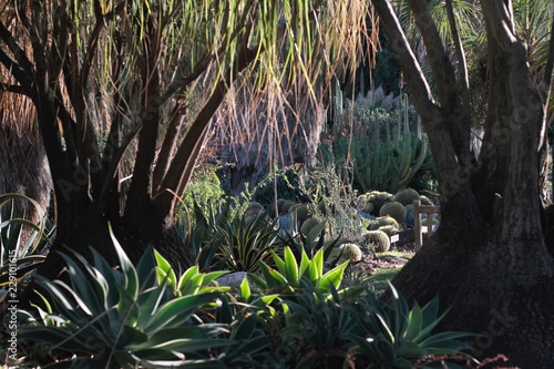 Cactus Garden