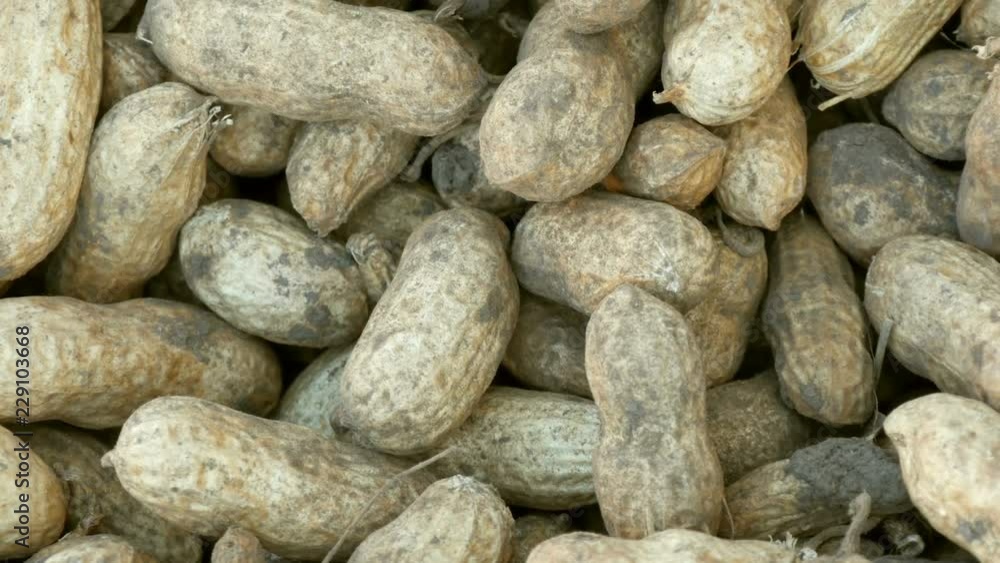 Peanut harvest close up view. Freshly harvested peanuts from the ground in shell. Peanut harvest close up view. Freshly harvested peanuts from the ground in shell.