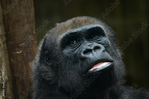 Closeup portrait of a lowland gorilla