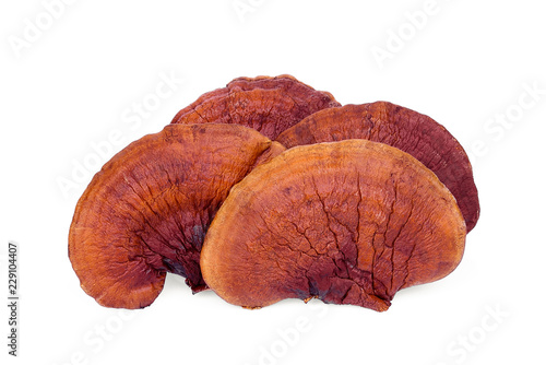 lingzhi mushroom isolated on white background