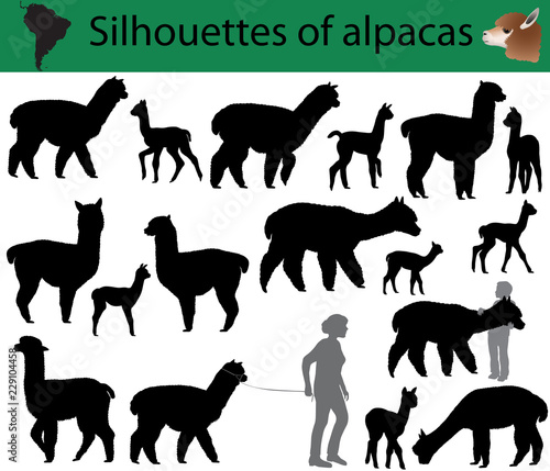 Collection of silhouettes of alpacas photo