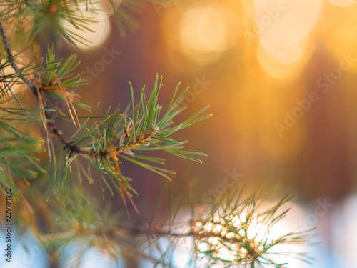 Pine Tree Fir Branch In The Winter Forest. Colorful Blurred Warm Christmas Lights In Background. Decoration, Design Concept With Copy Space.