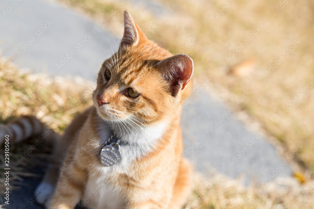 Fototapeta premium little kitten playing. Cat's child