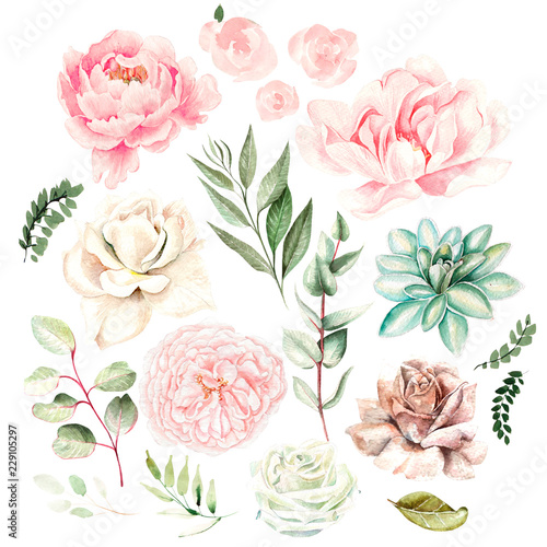 Watercolor set with flowers of succulents, roses, peony and leaves.