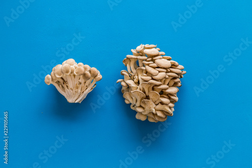Oyster mushroom. Fresh raw veshenka on blue background top view space for text