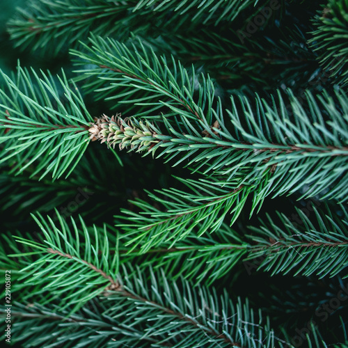 Christmas  Background with beautiful green pine tree brunch close up. Copy space..