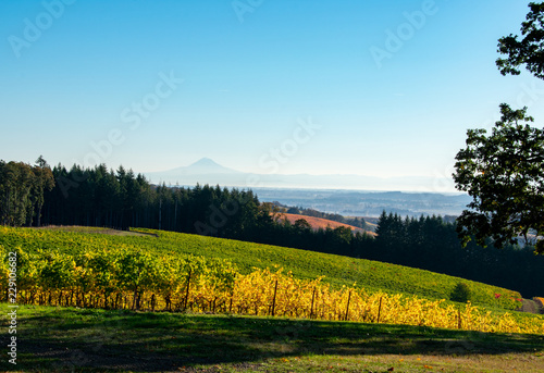 Looking over hills of Oregon vineyards in fall, golden vines in the foreground broken by fir trees with a distant view of Mt. Hood on the horizon.