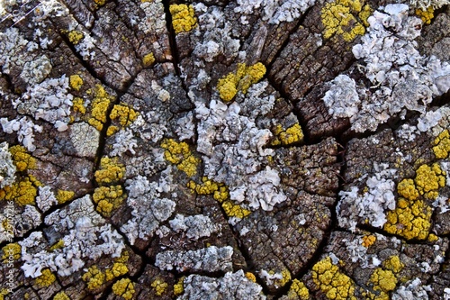 Fungus and lichen on wooden post © Belinda