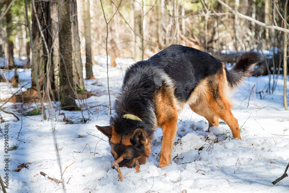 Dog German Shepherd in the forest in an early spring