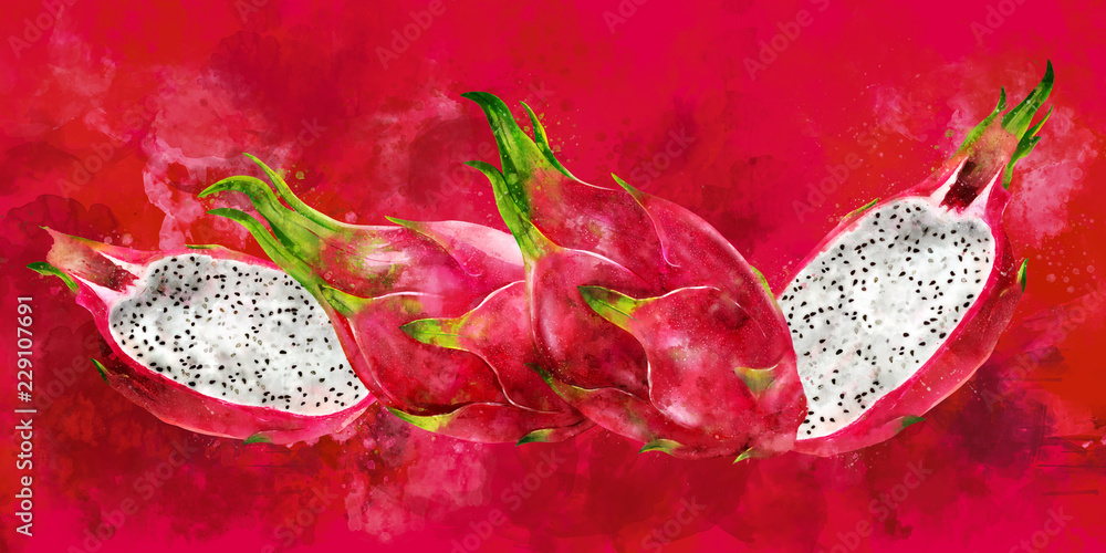 Fototapeta premium Dragon Fruit on red background. Watercolor illustration