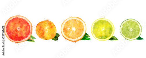 Watercolor orange, lemon, citrus, mandarin, grapefruit and lime
