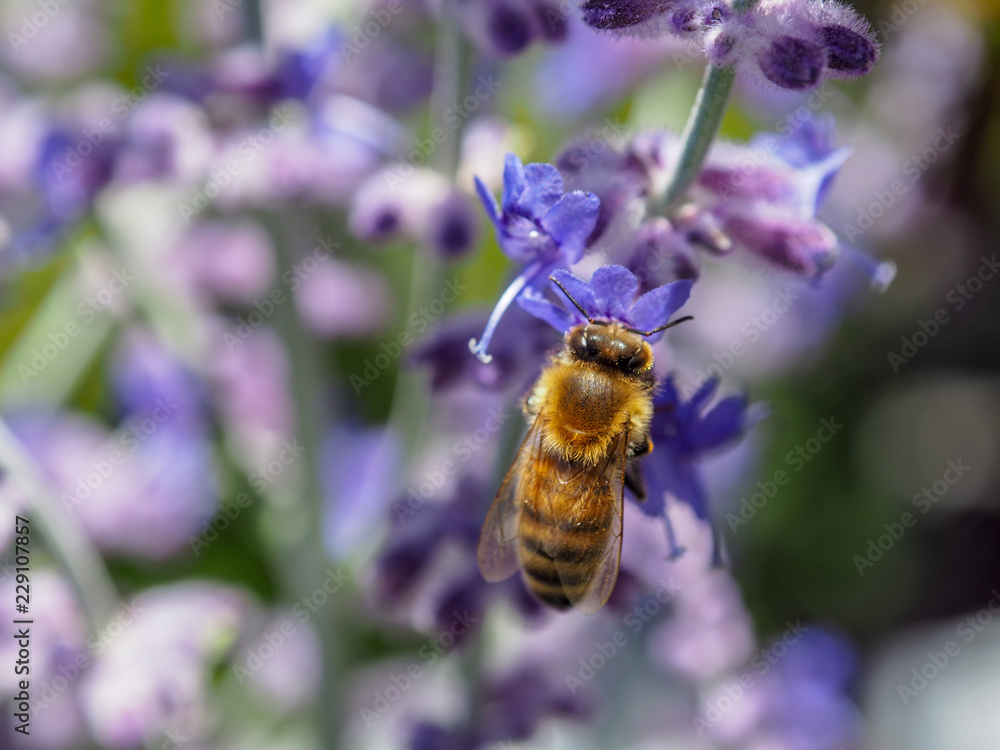 Honey Bee on Flower Honey Bee on Flower