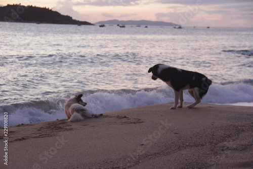 海辺で遊ぶ子犬