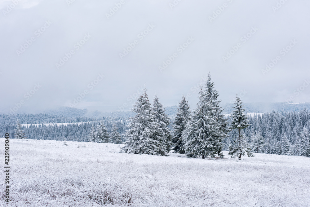 Fairy snowy winter Christmas landscape