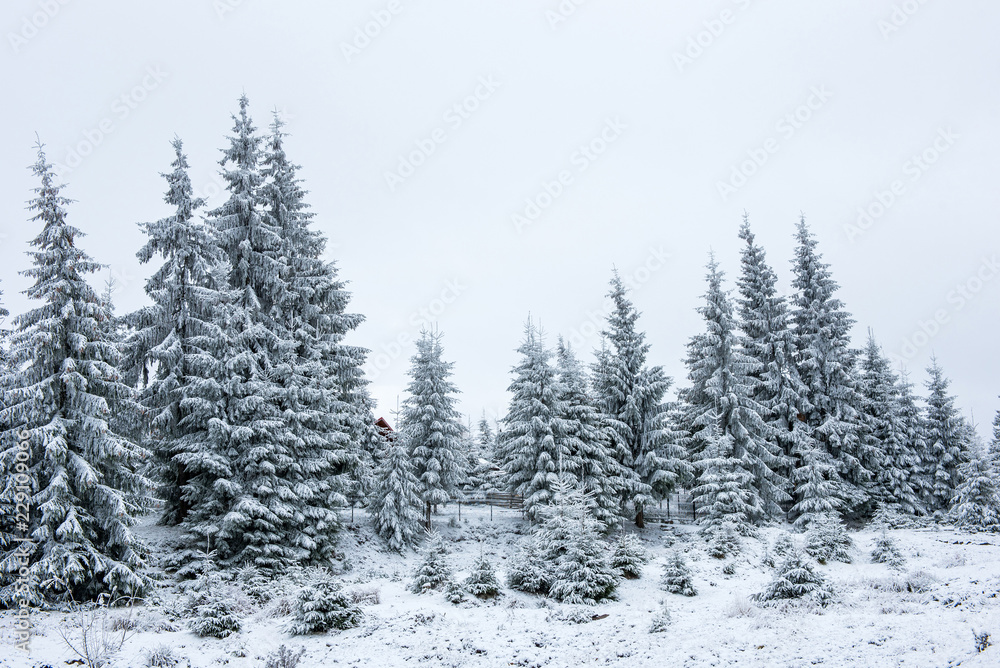 Winter landscape with snow on trees