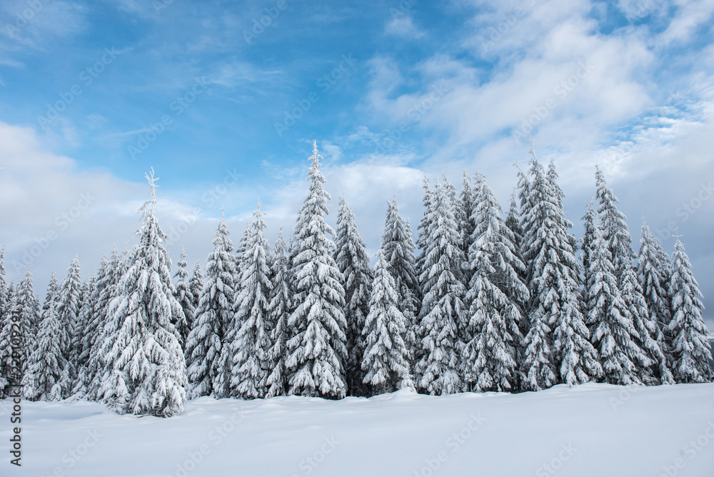 Obraz premium Christmas background, snow covered forest in winter