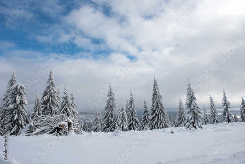 Christmas background, snow covered forest in winter © salajean
