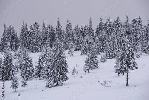 Winter landscape with frozen trees