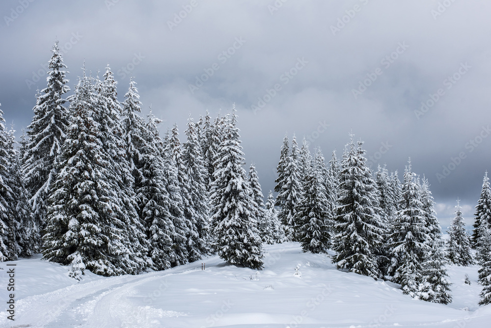Christmas background, snow covered forest in winter Christmas background, snow covered forest in winter