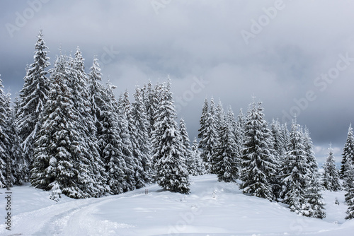 Christmas background, snow covered forest in winter © salajean