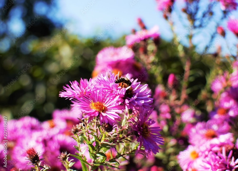 blume blume