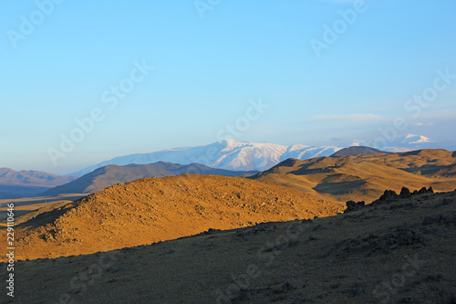 Wild of western mongolia in a steppe at beautiful evening