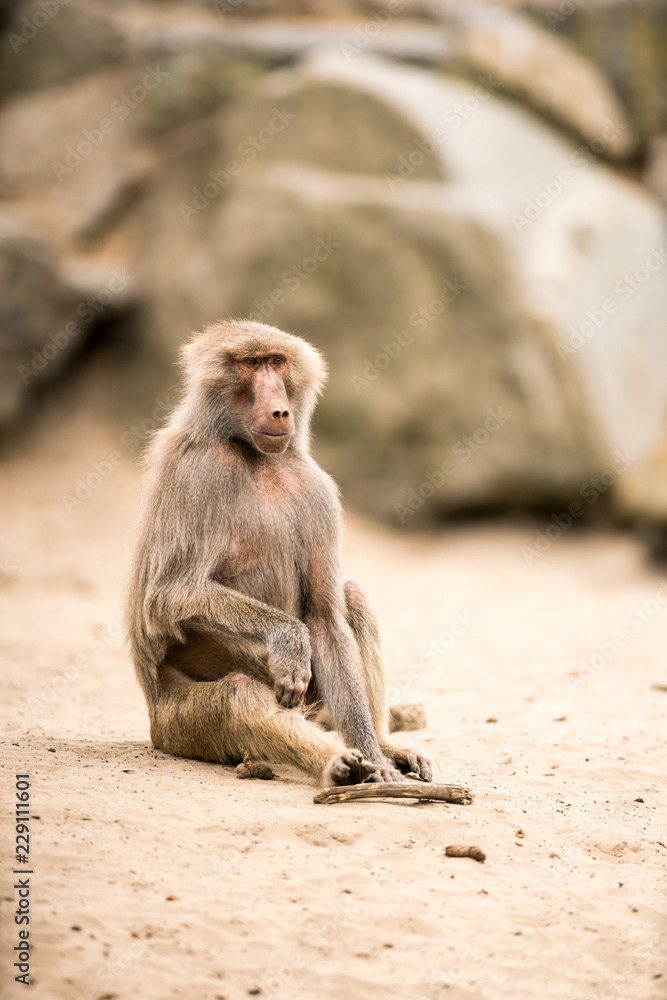 Fototapeta premium an Beautiful baboon