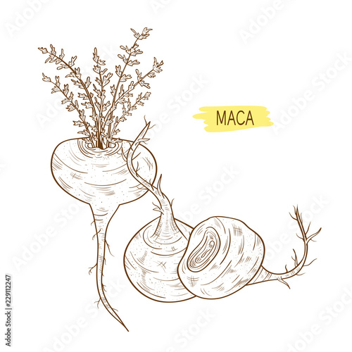Maca. Leaves, root. fetus. Sketch. On a white background black ink.