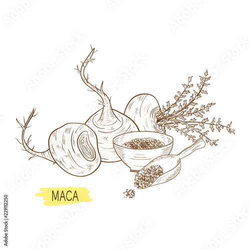 Maca. Tuber. Powder. Sketch. Monochrome